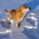 Morgi Na Lebkach Lebki