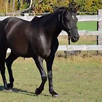 Farm stay Morgi Na Lebkach