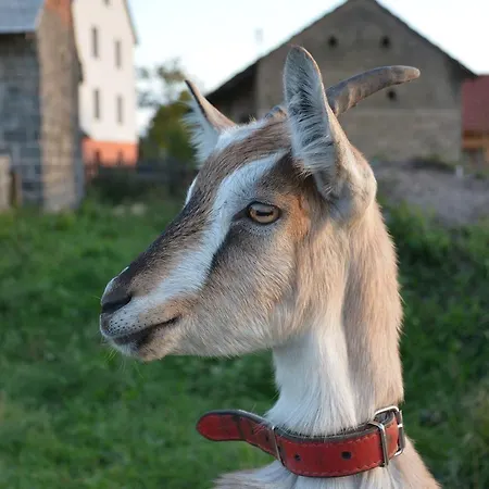 Morgi Na Lebkach *
