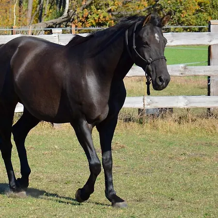 Séjour à la ferme Morgi Na Lebkach