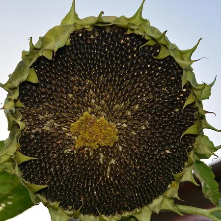 Morgi Na Lebkach * Lebki