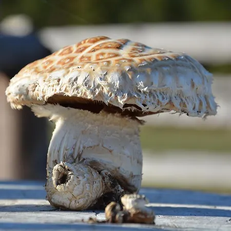 Morgi Na Lebkach Séjour à la ferme