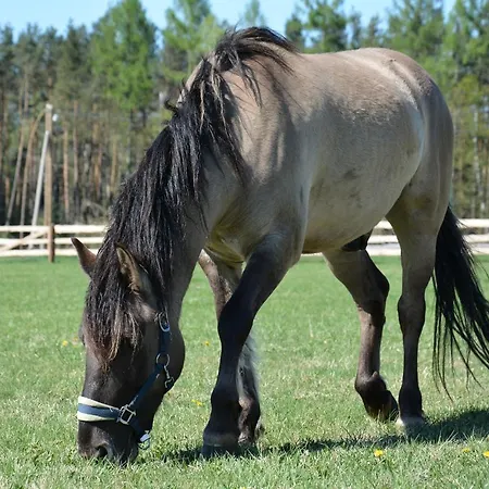 Morgi Na Lebkach * Lebki