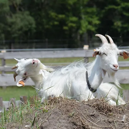 Morgi Na Lebkach Farm stay