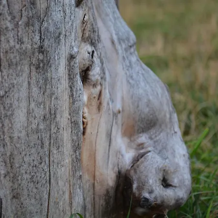Farm stay Morgi Na Lebkach *