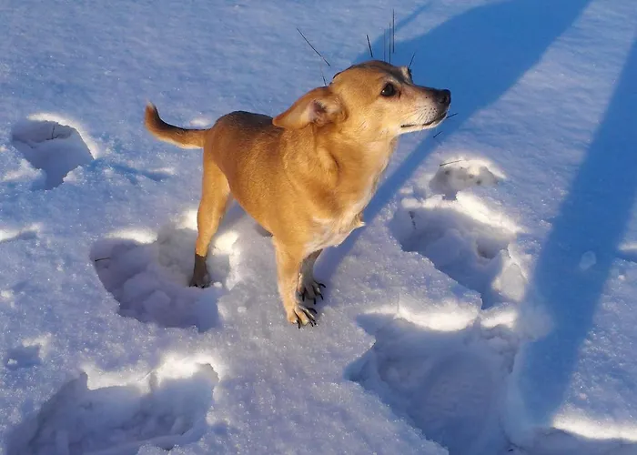 Morgi Na Lebkach Lebki