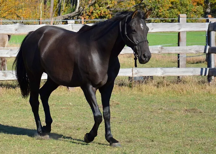 בית חווה Morgi Na Lebkach