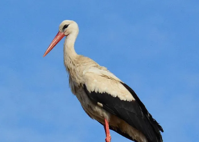 Morgi Na Lebkach Lebki