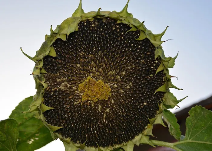 Morgi Na Lebkach * Lebki