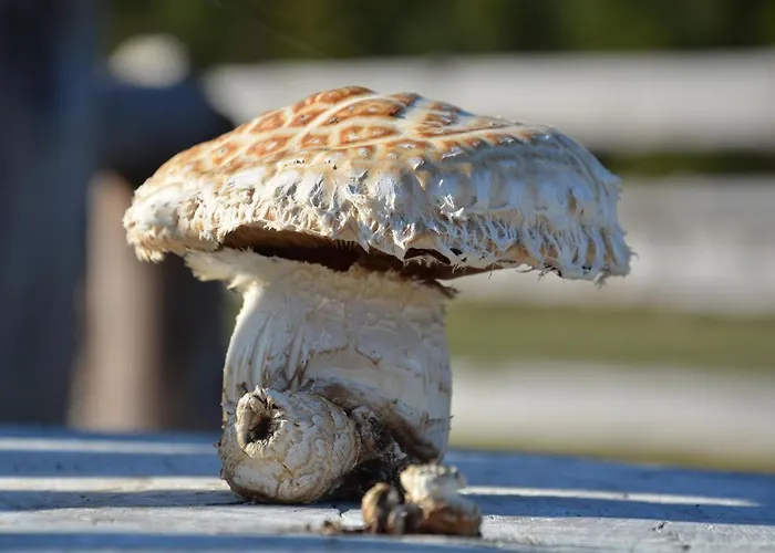 Morgi Na Lebkach Farma