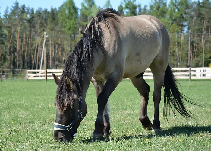 Morgi Na Lebkach * Lebki
